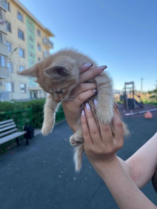 Котенок бесплатно