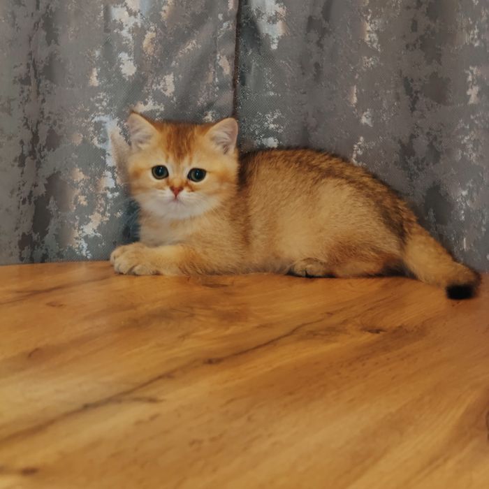 Котята золотые драгоценный окрас .