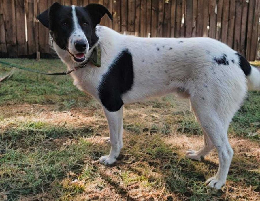 Собака в добрые руки