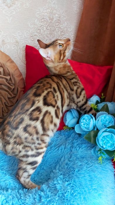 Бенгальские " ТОПОВЫЕ " котята!