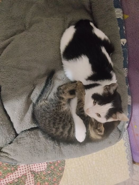 Отдам котят мальчики