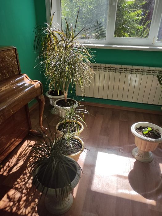 Комнатные растения