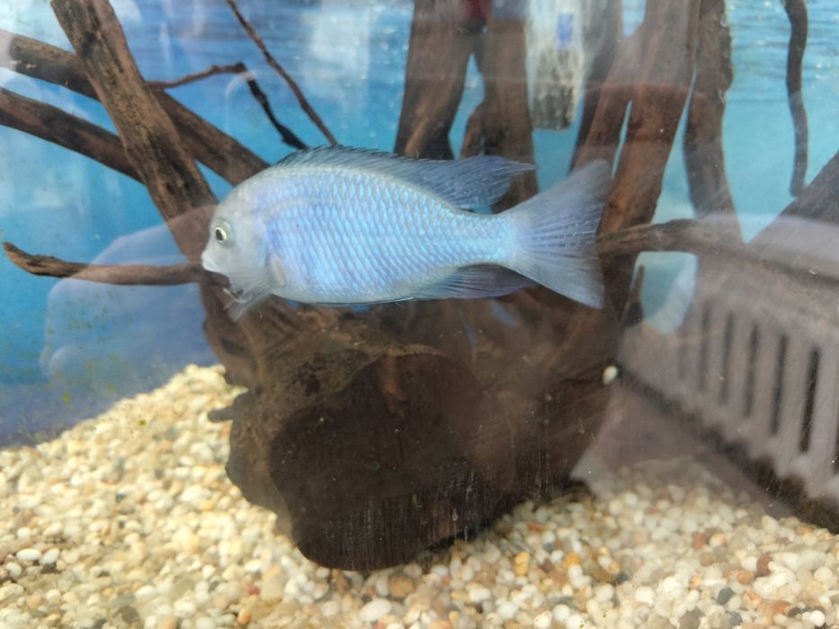 Продам аквариумных рыб синий дельфин
