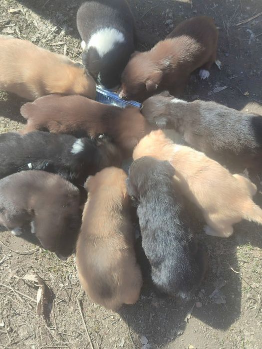 Отдам в добрые руки щенков