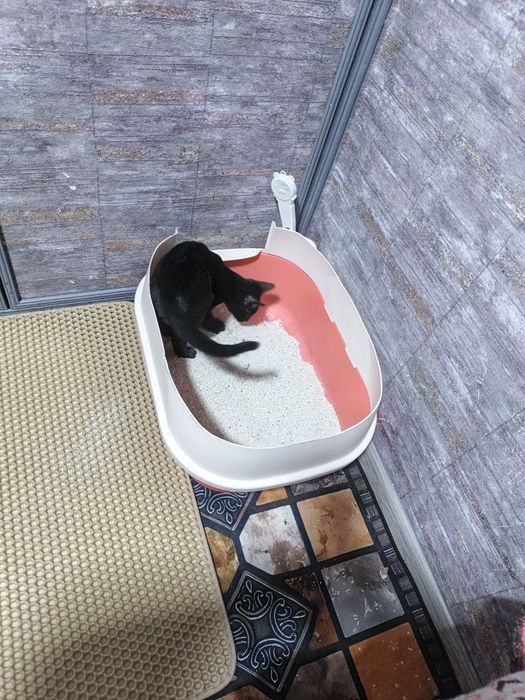 Отдам в хорошие руки котика.