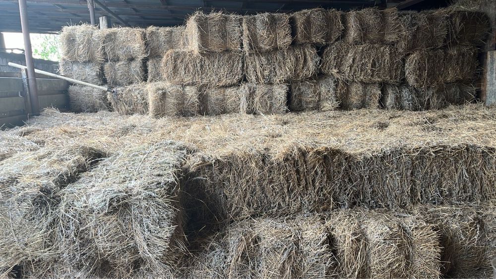 Жусан аралас тук