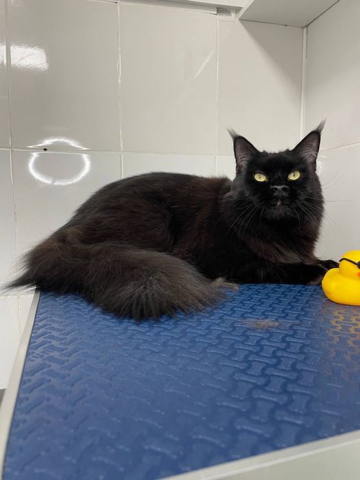 Услуги груминга кошек и собак