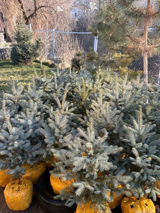 Ёлки голубые блюдаймонд