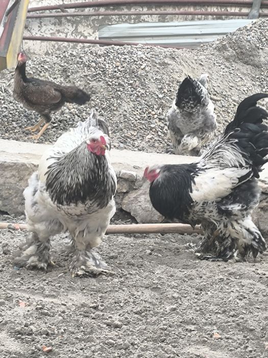 Брама тувук ва хурозлар