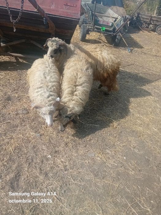 De vânzare 3 oi și un berbec
