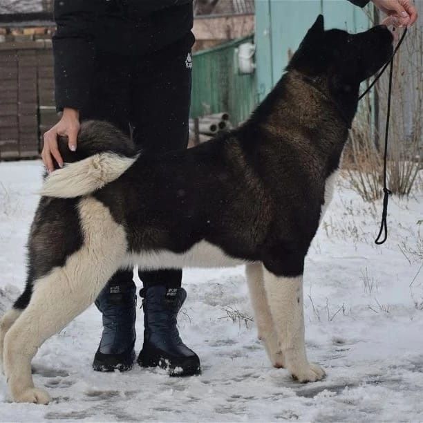 Шикарные Американские Акиты