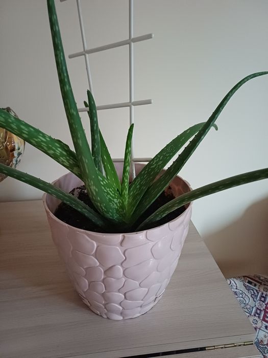 Продам алое веры