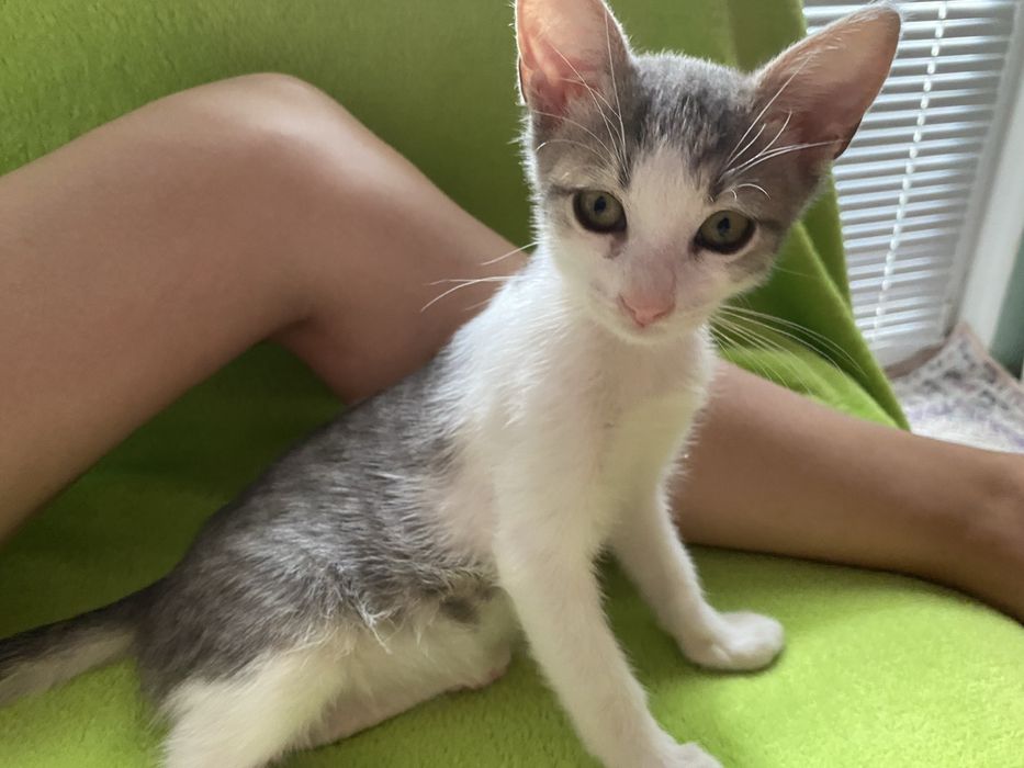 Подарявам коте Варна