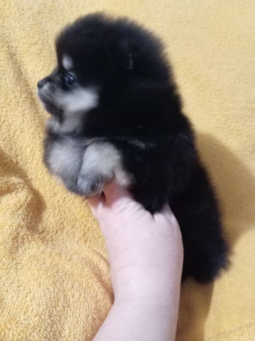 Продам щенков шпица