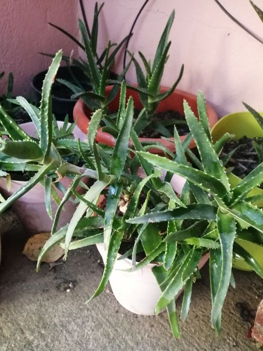 Aloe Vera ghiveci