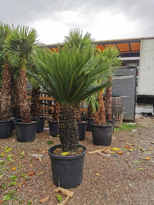 Vând palmier cycas