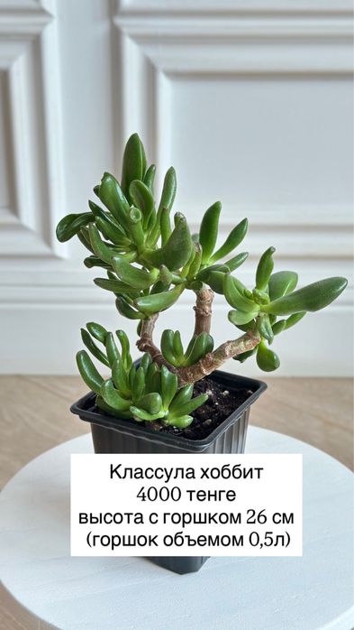 Денежное дерево, крассула хоббит