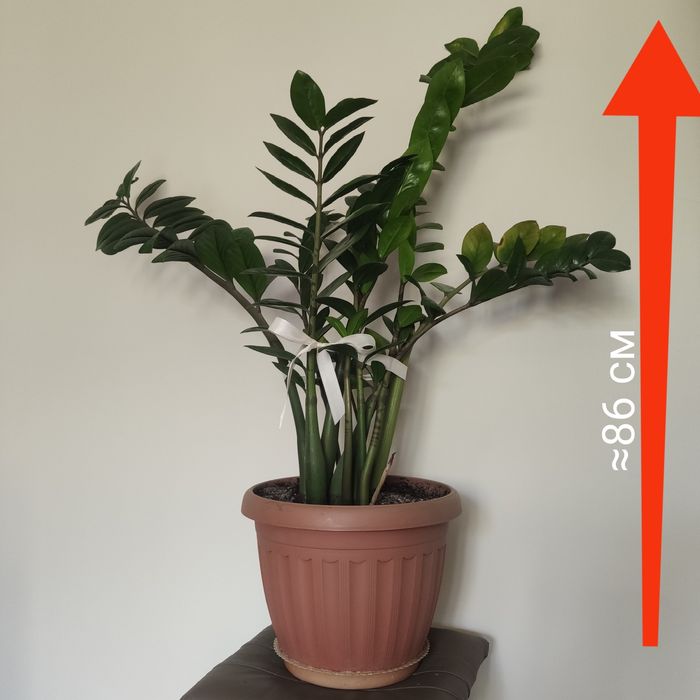 Замиокулькас долларовое дерево