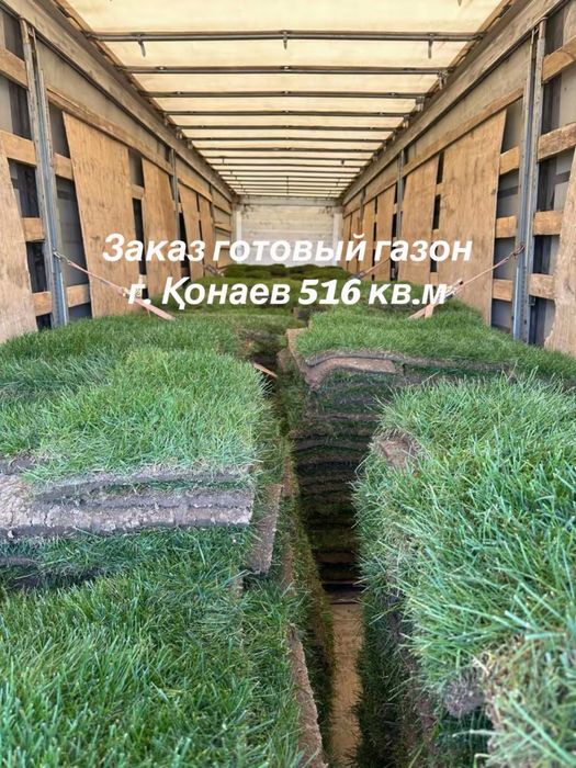 Готовый газон (рулонный газон)