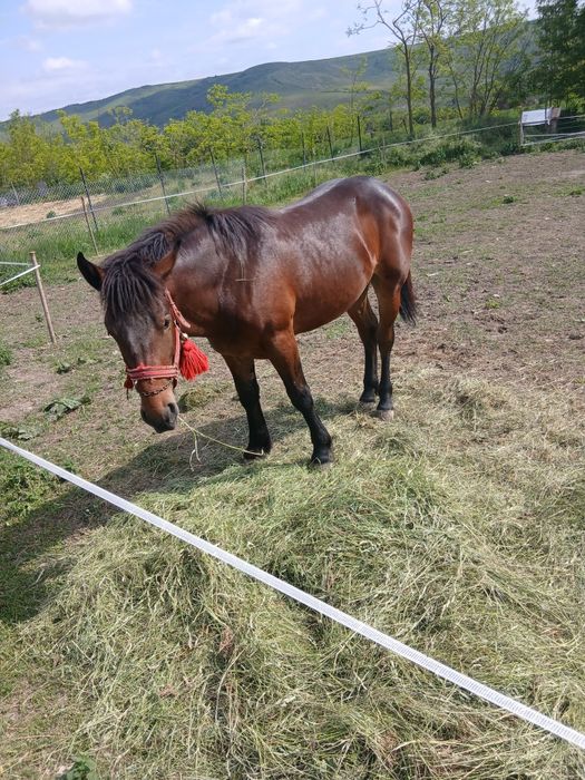 De vânzare mânz fără gram de defect mai multe detalii la telefon 155 înălțime 1 an și 3 luni