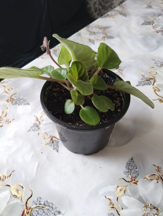 Продам цветы!!! Выращенные с любовью!!!