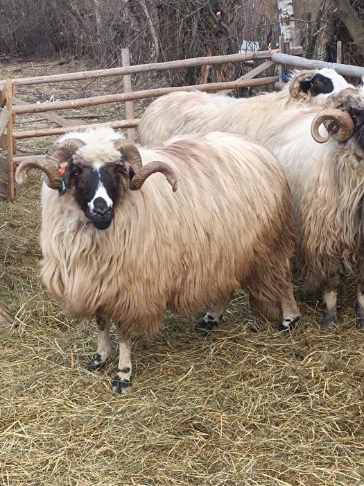 Berbeci  brezi de vânzare