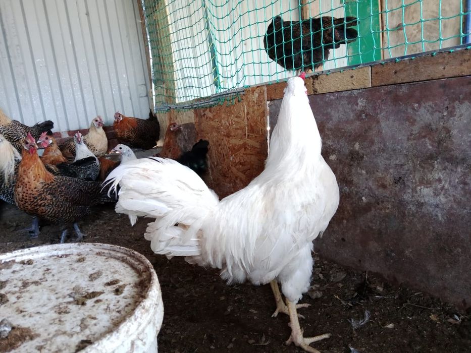 Легорн әтеші сатылады.