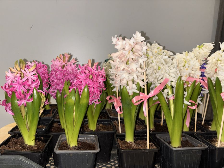 Гиацинты в горшках