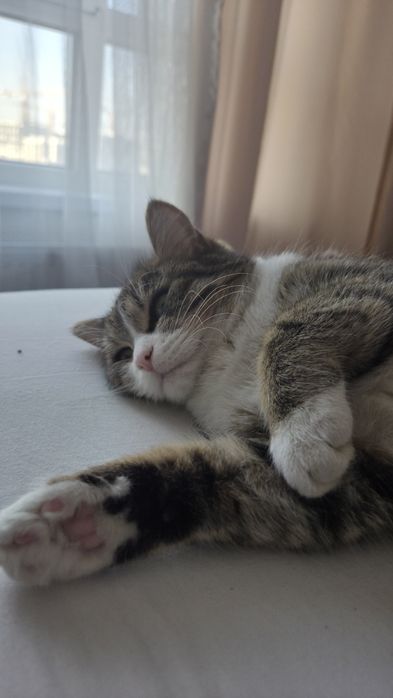 Отдам кошку в добрые руки