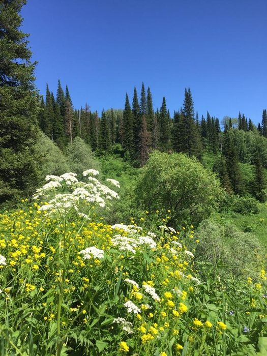 Продам мед с пасеки