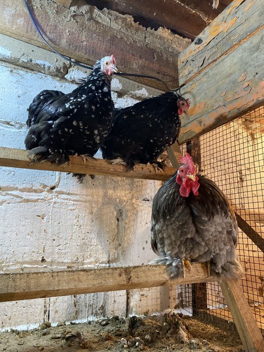 Карлики кохинхины