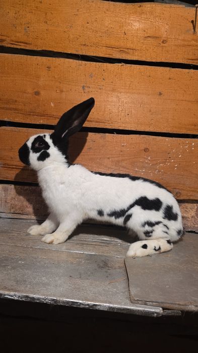 Femela fluture german