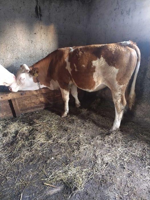 Vaca baltata romaneasca