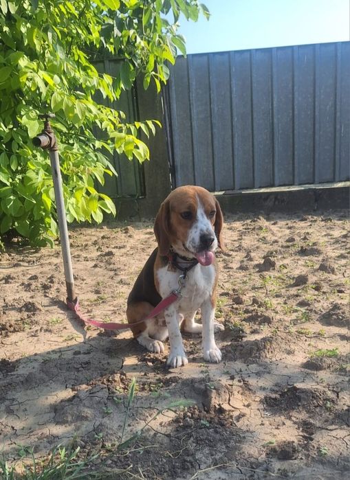 OFERTĂ! Beagle, fetita, la un pret modest.