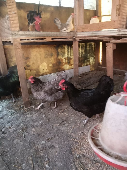 Cocos Australorp negru în vârstă de un an caută locuință nouă