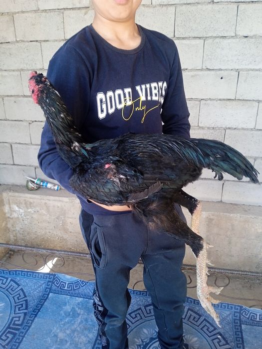 Navoiy narxini kelishamiz