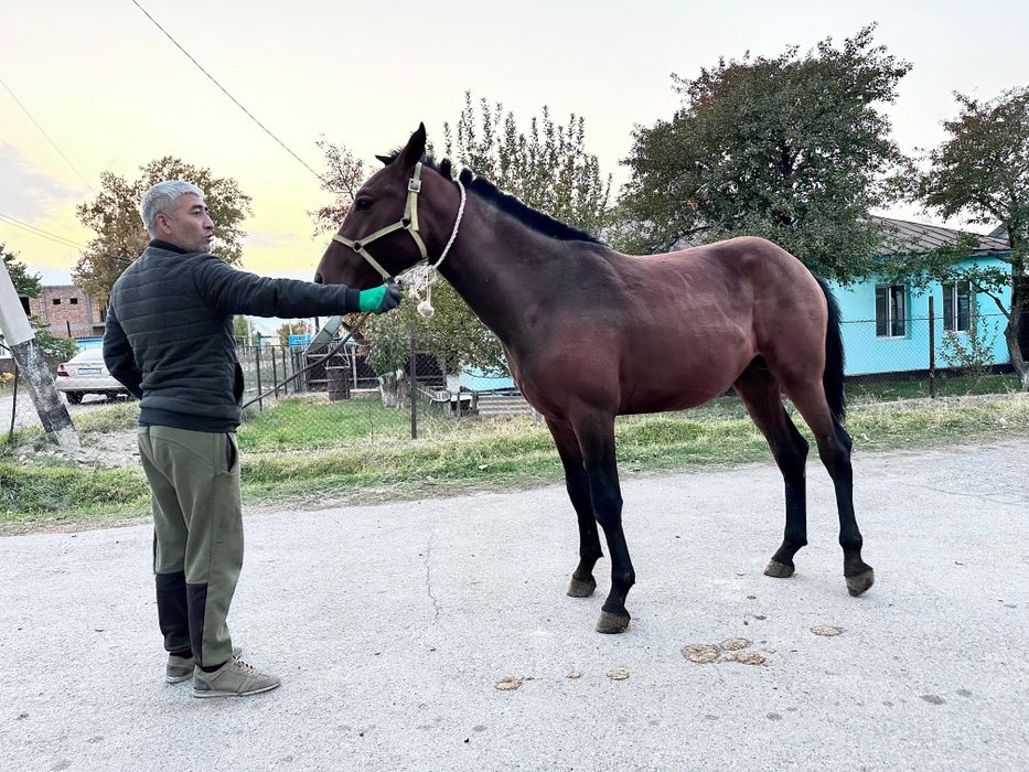 Чк құнан сатылады