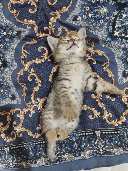 Котенок в добрые руки