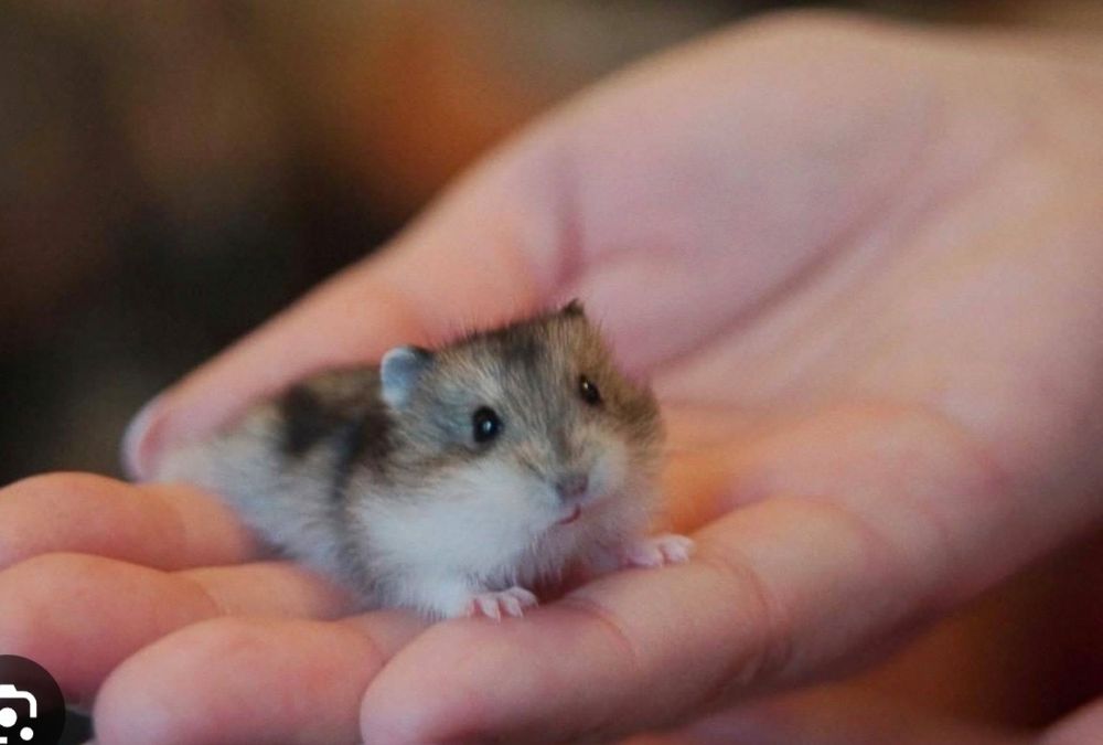 Продаю малышей джунгариков