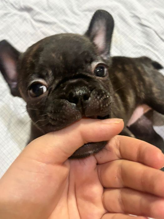 Продам щенков!!!