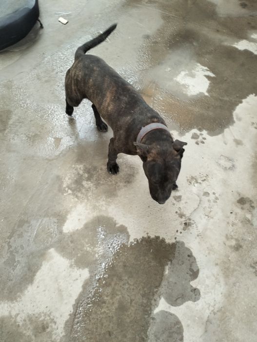 Собака Пидбил 6 месяц