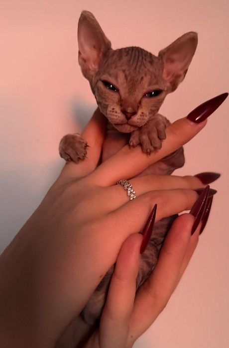 Продам котят сфинксов