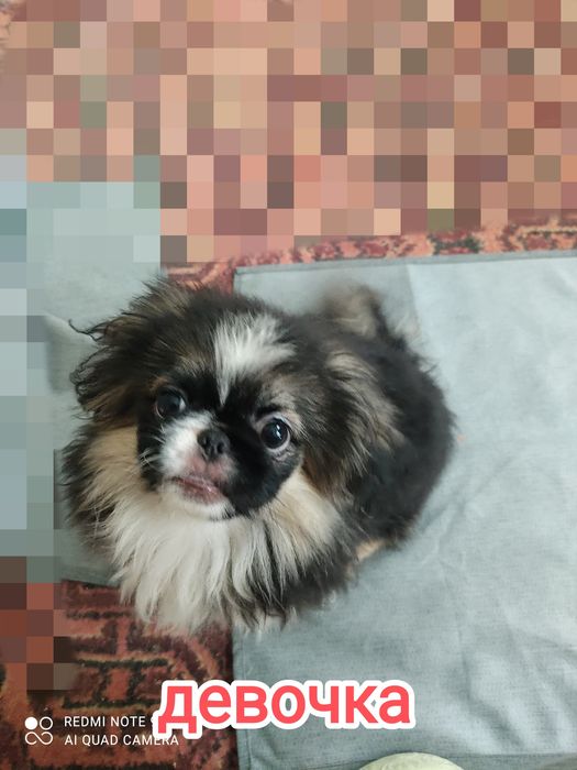 Чистокровные Щенки пекинес