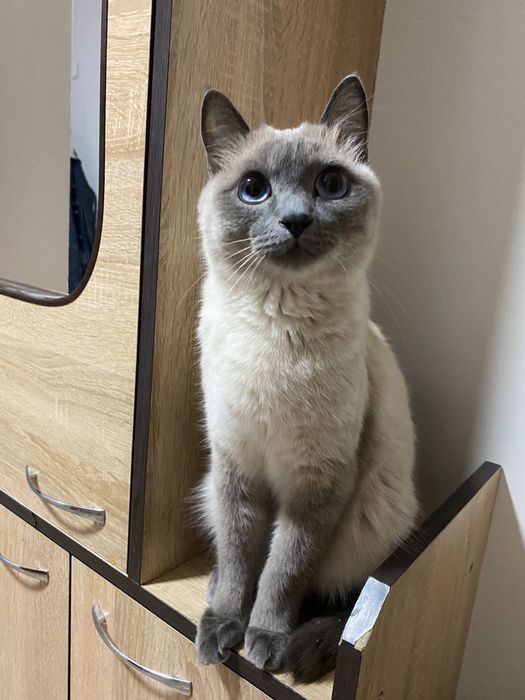 Кошка 5 0000 тг.