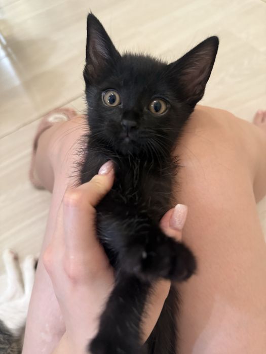Отдам милых котят