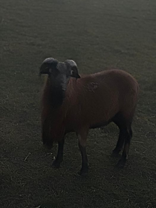 Oi de Camerun si Berbec