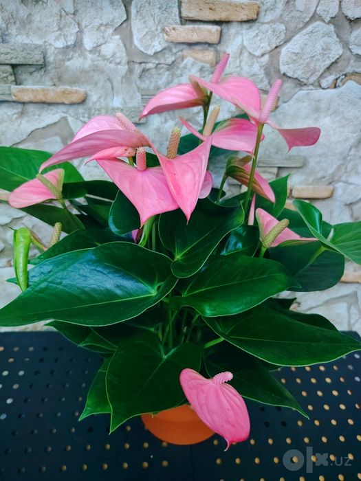 Антуриум Андре (Anthurium andraeanum) розовый сорт.