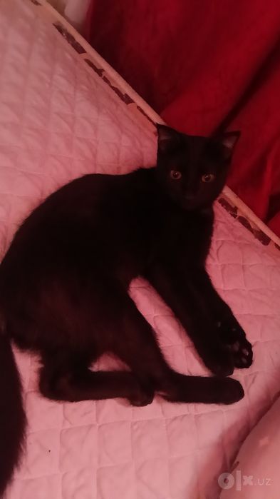 Отдам котика, 6 месяцев. Очень ласковый.