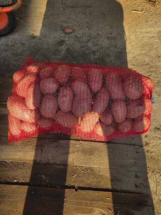 Vand cartofi consum samanta si animale