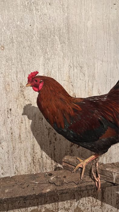 Продается петух